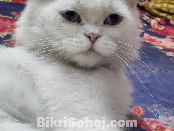 Persian cat